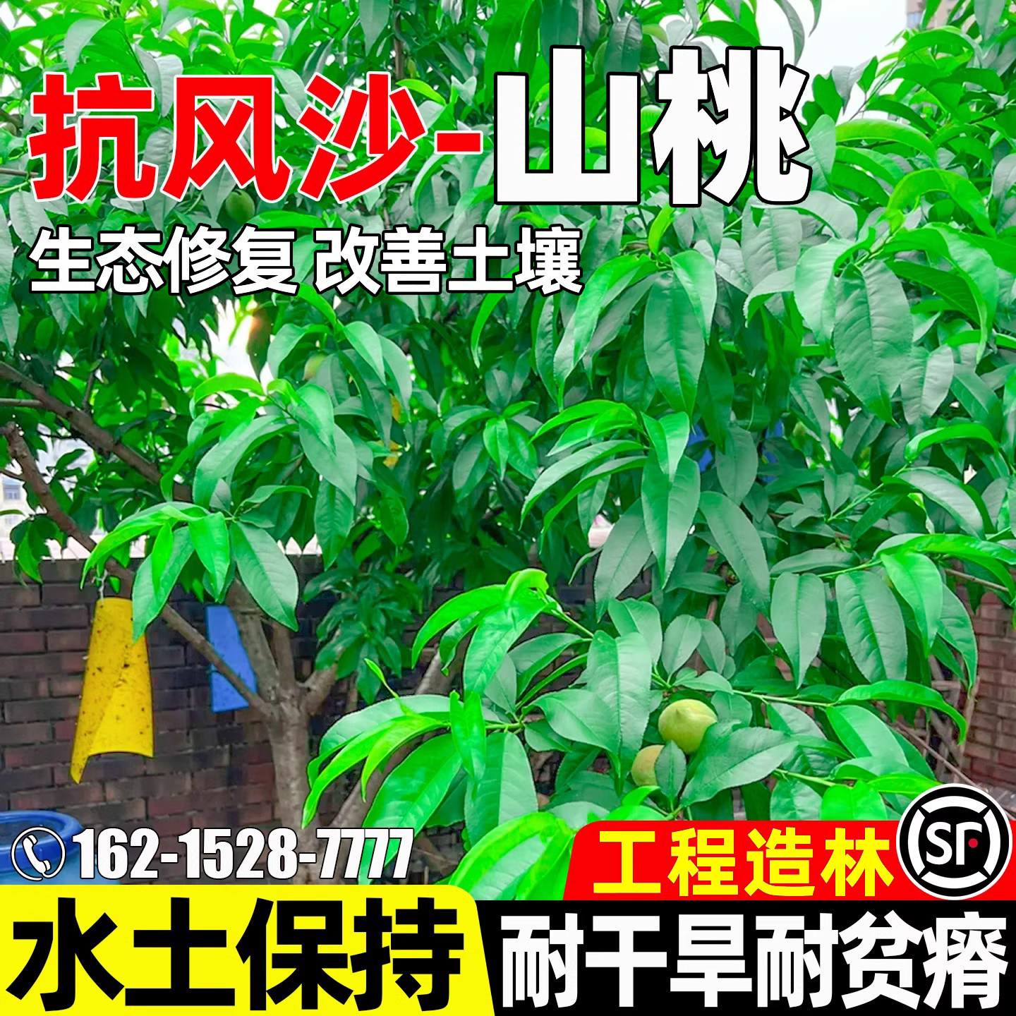 山桃工程绿化生态改善水土保持