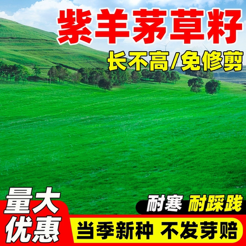 紫羊茅种子四季常青庭院别墅绿化