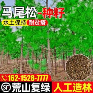 马尾松种子多年生护坡固土草籽荒山复绿人工造林植被绿化灌木种籽