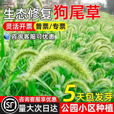 巴根草草籽狗尾巴草公园小区景观