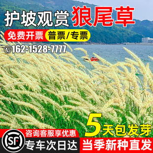 狼尾草种子护坡固土多年生草籽边坡工程绿化观赏型紫穗狼尾草种籽