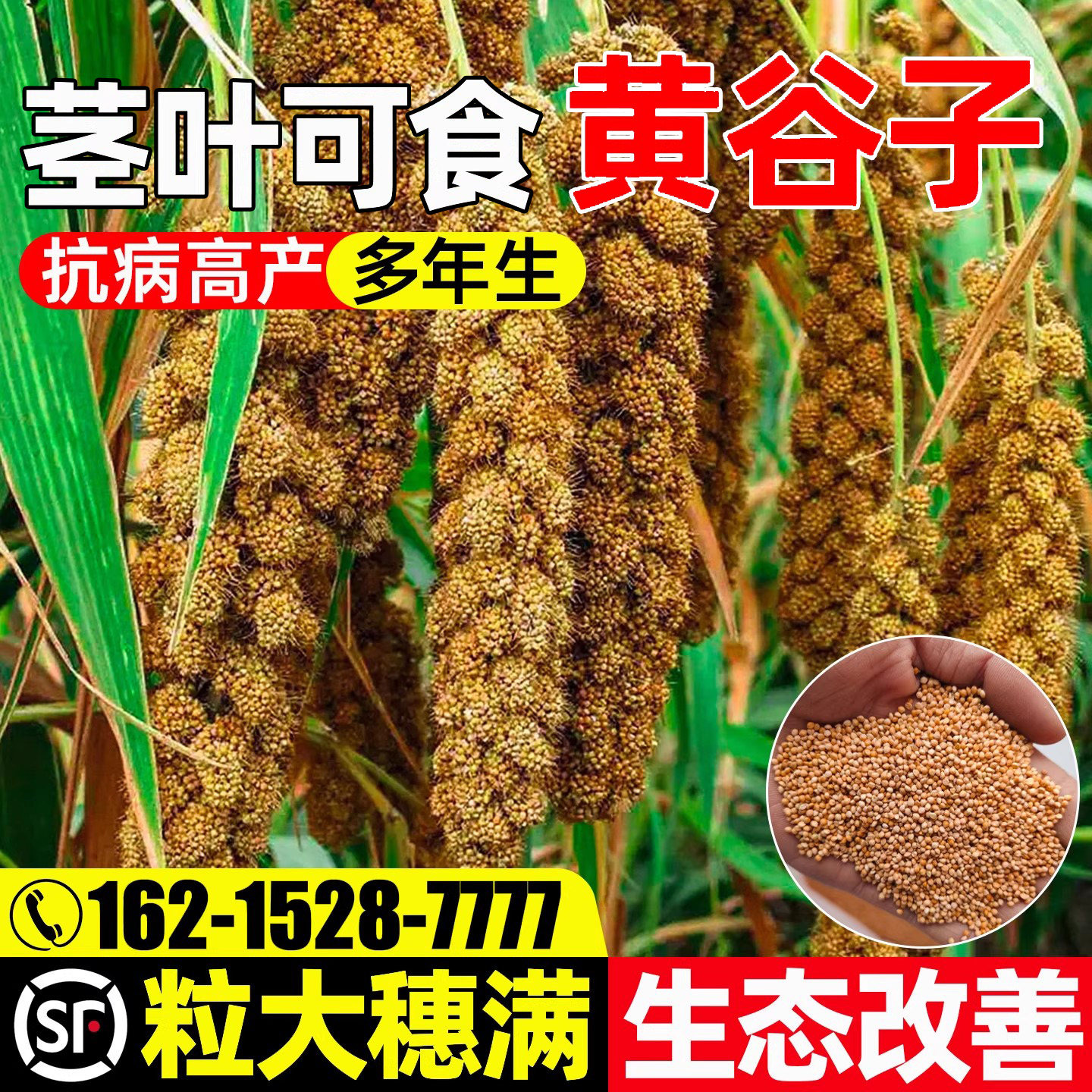 黄谷子茎叶可食抗病高产粒大饱满