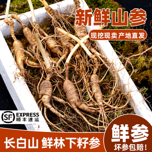 鲜人参长白山鲜林下参野外生长山参新鲜籽参20年新鲜参泡酒煲汤