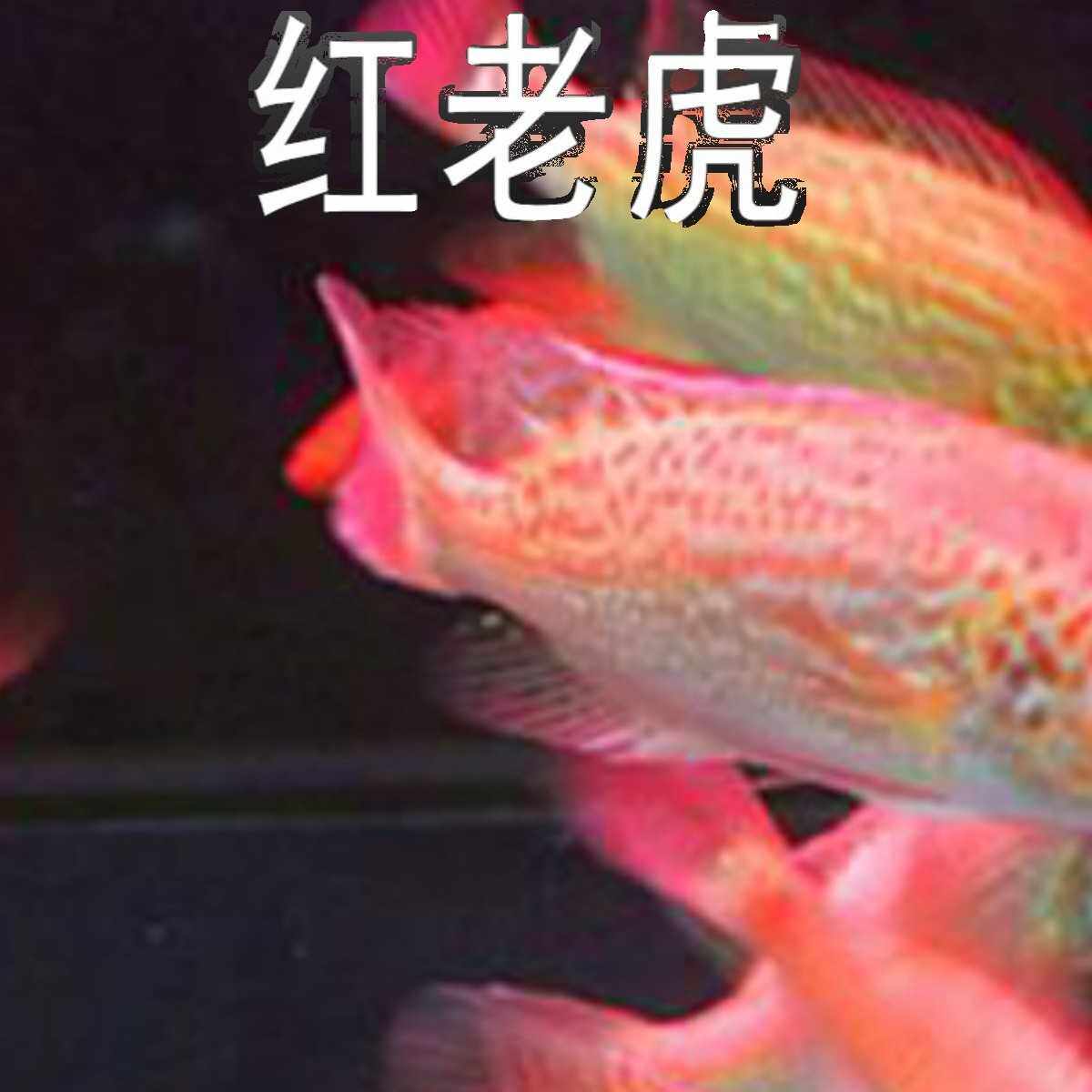 红老虎鱼活体金玉满堂鱼红头金鲷鱼大型凶猛热带淡水观赏鱼过滤器