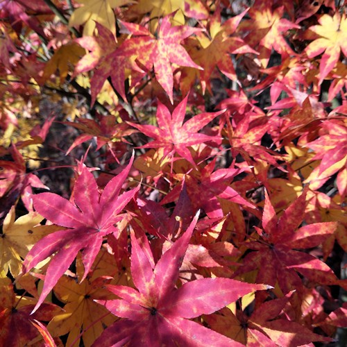 秋季一树多色盆栽马洋亭下