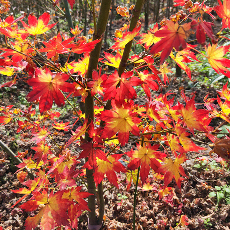 日本枫树秋爪红 树形开张槭树红枫鸡爪槭盆栽 花园主树枫树 盆景