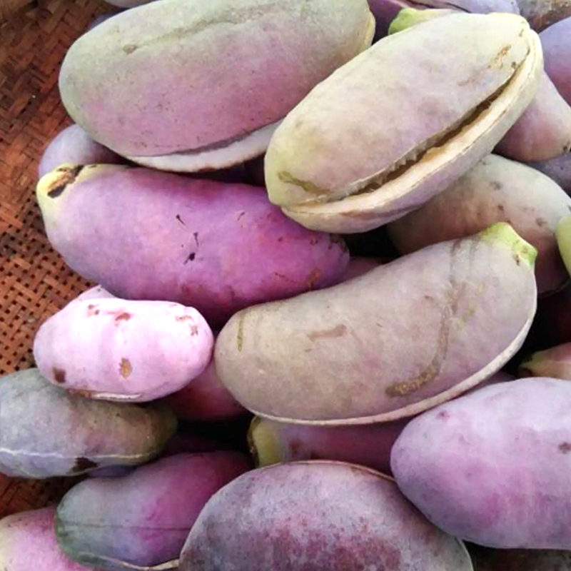 野生八月瓜种子紫果瓜庭院爬藤植物食用特色水果好吃八月炸种籽