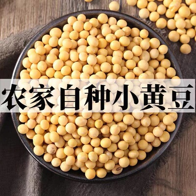 东北黑龙江黄豆农家自产大黄豆五谷杂粮豆类豆浆生豆芽黄豆