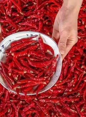 【辣椒干特辣魔鬼椒】【香辣朝天椒】魔鬼椒辣椒干100g-500g可磨