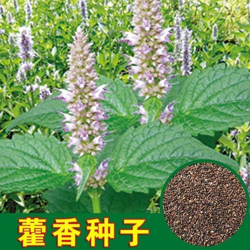 新鲜藿香种子食用藿香盆栽原土霍香苗五香叶鱼香种子阳台庭院蔬菜