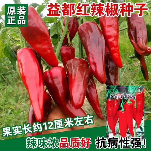 老品种辣椒早熟高产益都红辣椒种子皮薄籽少肉多盆栽庭院蔬菜种籽