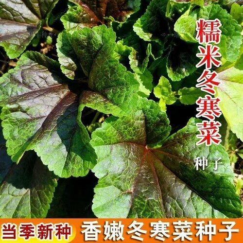 糯米冬寒菜种子苋菜冬葵菜滑肠菜高钙蔬菜种籽四季种植小院菜种