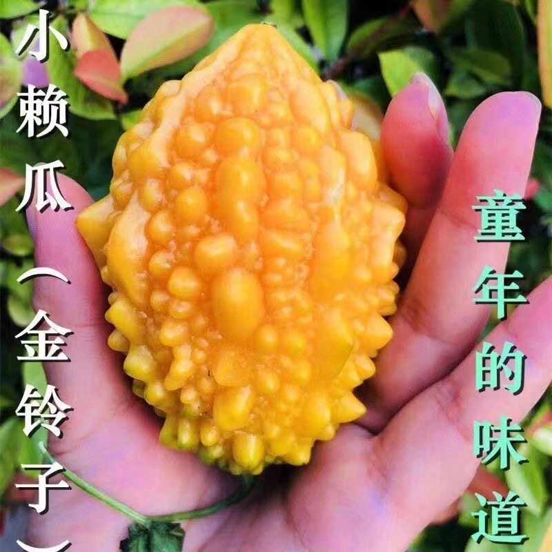 小癞瓜种子癞葡萄种子红心苦瓜金铃子四季播庭院春秋水果蔬菜种子