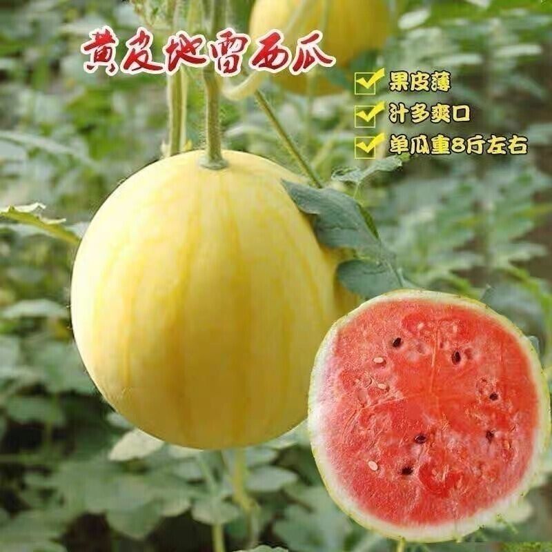 黄美人西瓜种子黄皮甜王早熟西瓜种籽南方水果春秋四季瓜果子种籽
