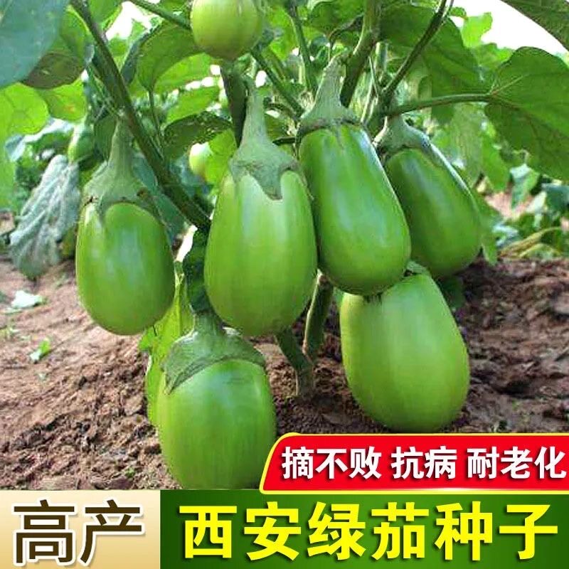西安绿茄子种子春秋播青茄绿茄绿皮茄子青皮茄子籽圆茄子蔬菜种子