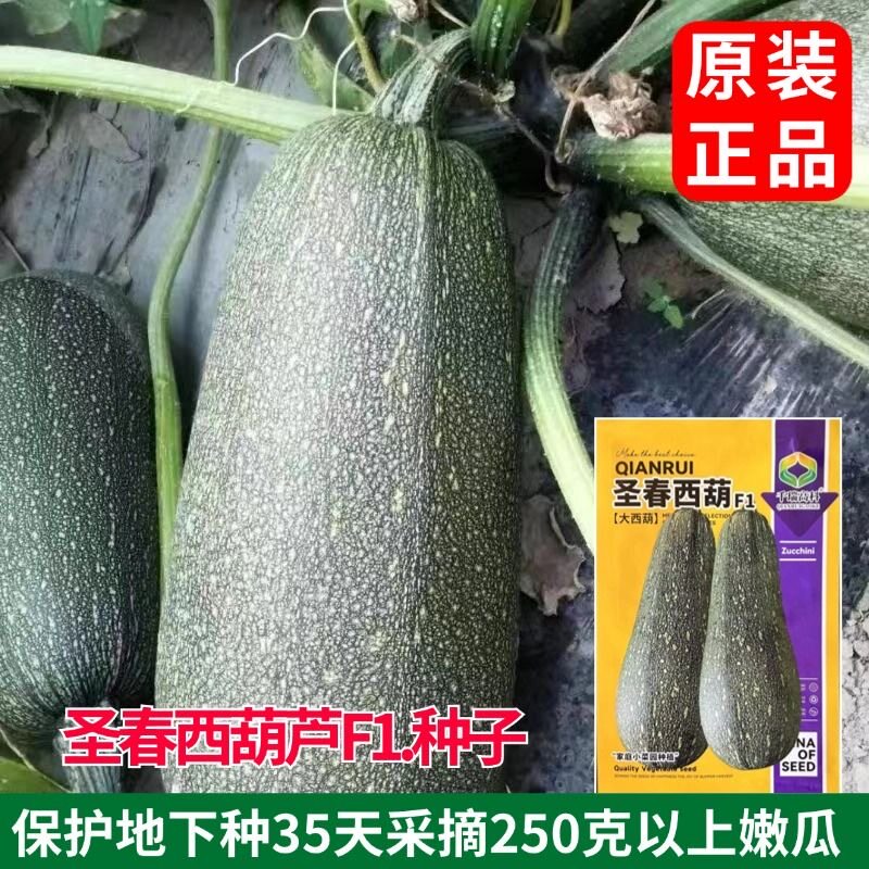 圣春西葫芦种子老品种西葫芦大西葫瓜抗病毒老西葫芦农家蔬菜种子
