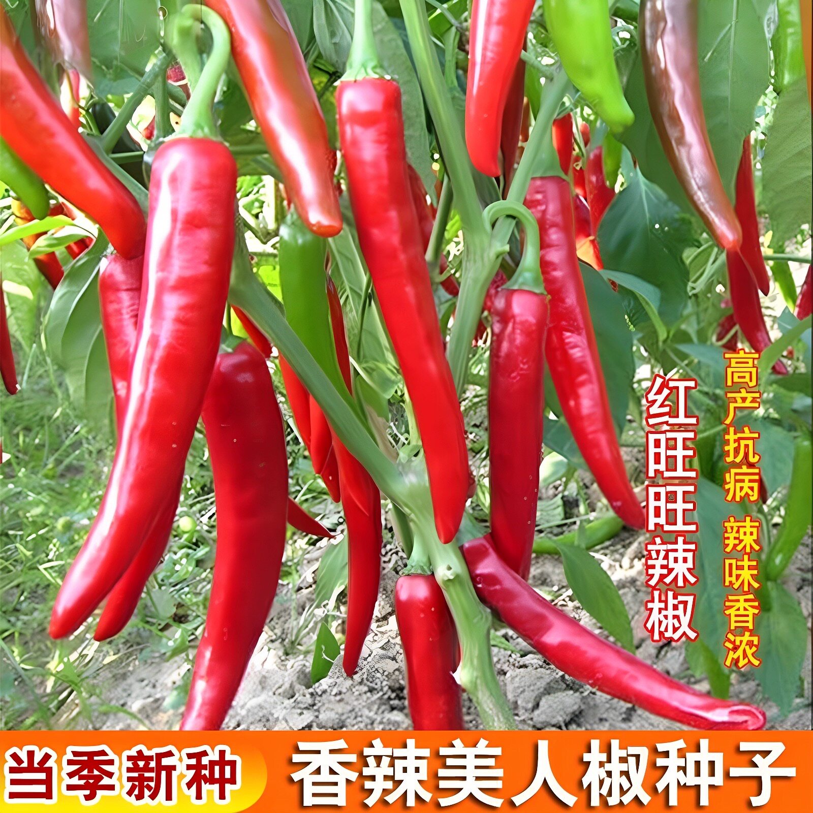 香辣美人椒辣椒种子四季播阳台菜园易种高产盆栽长线辣椒蔬菜种籽