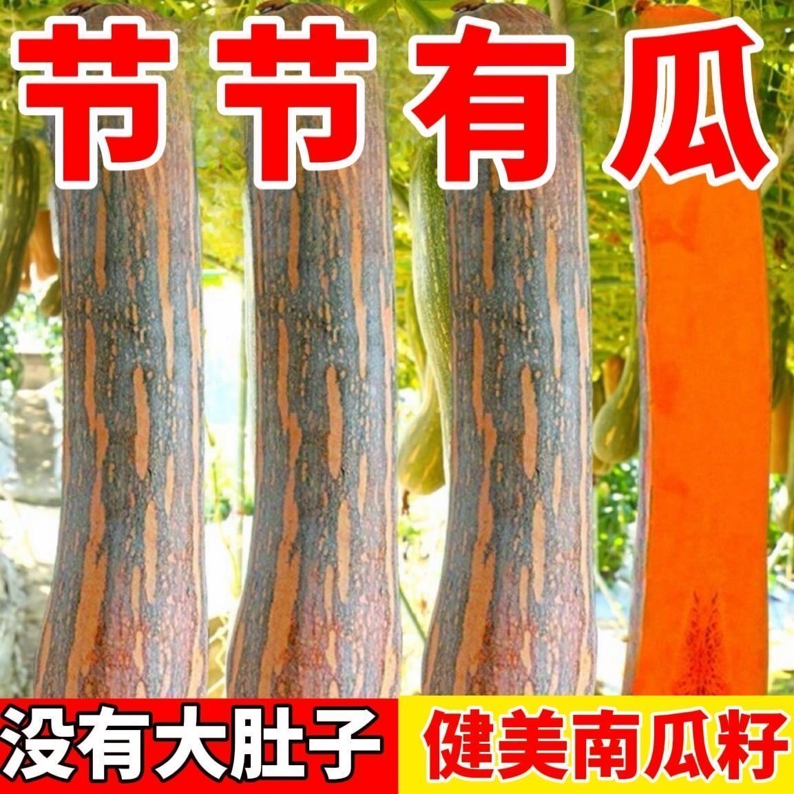 长款健美蜜本南瓜种子品种大全板栗南瓜正品甜糯特长新品正宗春秋图片