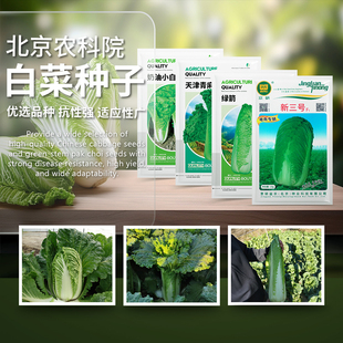 大白菜种子绍菜青麻叶胶东桔黄心娃娃菜奶白菜冬储农科院蔬菜籽孑