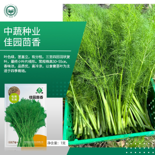 农科院茴香种子香料调味饺子馅料阳台可种家庭盆栽