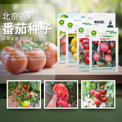 番茄种子草莓番茄普罗旺斯大红果毛粉沙瓤西红柿苗农科院蔬菜籽孑