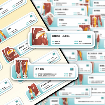 人体肌肉分析贴纸医学生解剖学习