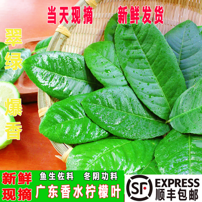 摆盘装饰新鲜香水柠檬叶子香料
