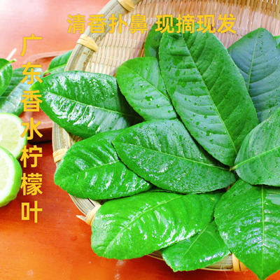 摆盘装饰新鲜香水柠檬叶子香料
