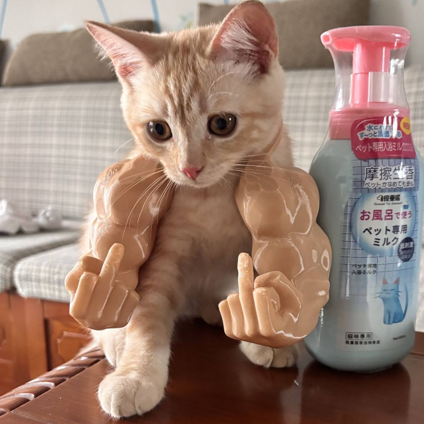 【猫咪中指肌肉手臂】恶搞朋友恶