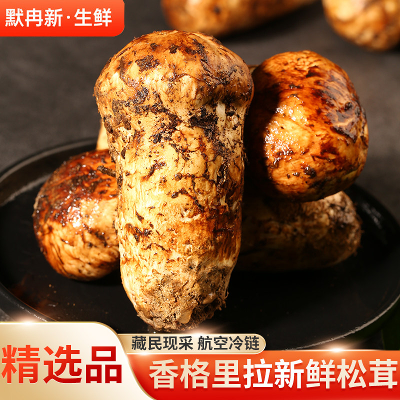 【现货】新鲜松茸500g 香格里拉出口未开伞野生松茸菌鲜蘑菇鲜菌