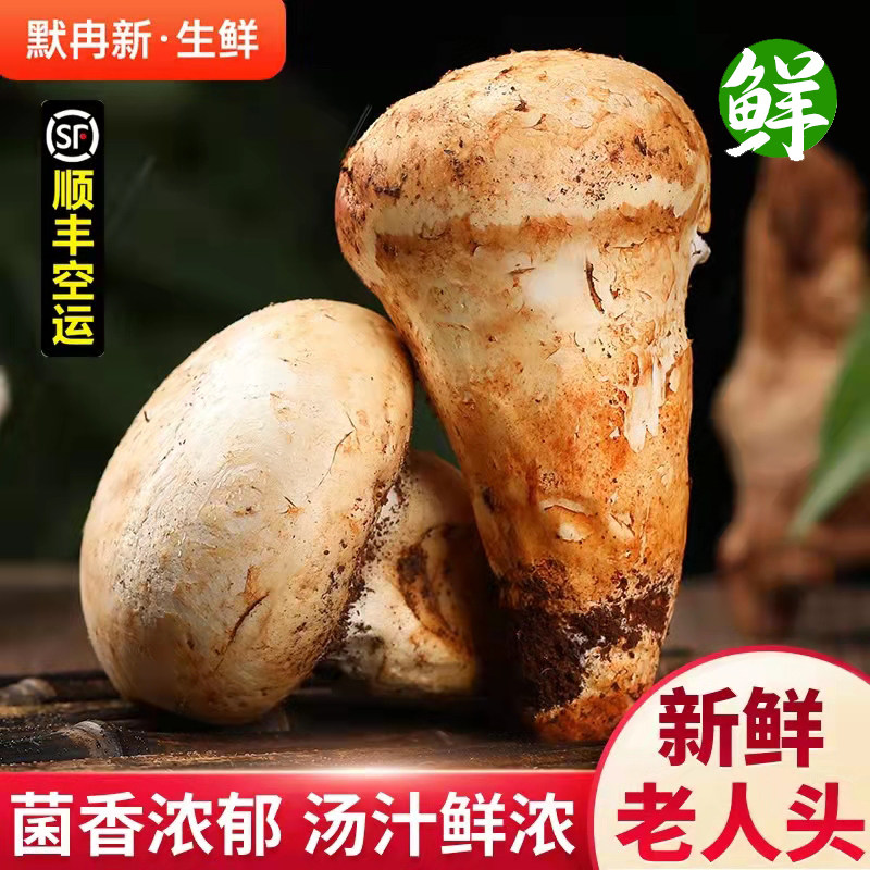 【现货】新鲜老人头菌500g云南特产野生仙人头鲜菌食用菌火锅蘑菇