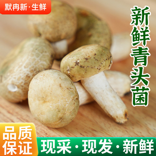 云南特产新鲜野生青头菌500g