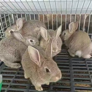 小兔子公母繁殖大型新西兰肉兔灰兔白兔种兔家兔活物活的兔苗幼崽