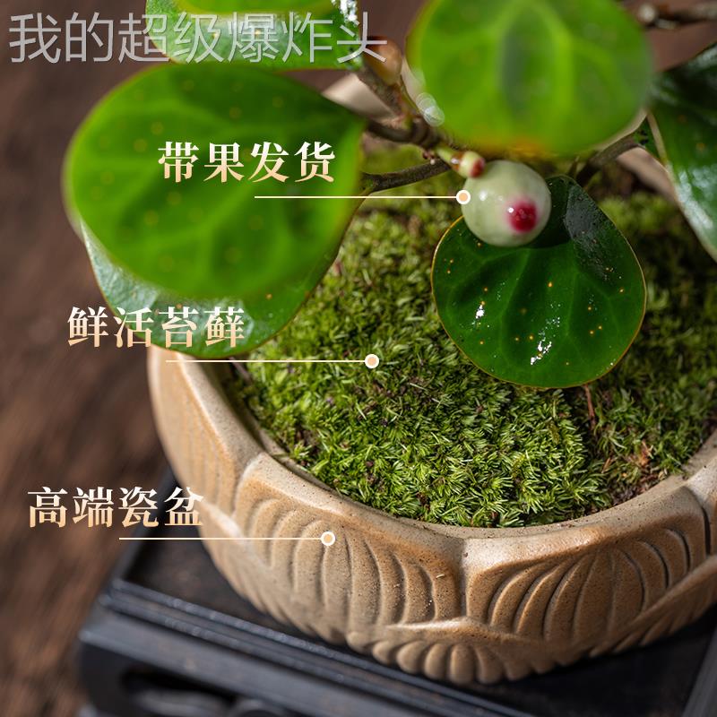 小盼菩提XPPT-01盆带果栽提树老桩盆景办公室客厅桌面植物室内意