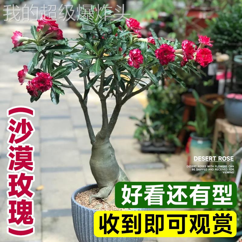 精品沙漠瑰盆老桩栽重瓣带花苞客玫厅桌四季造型面盆SMMGML12景植