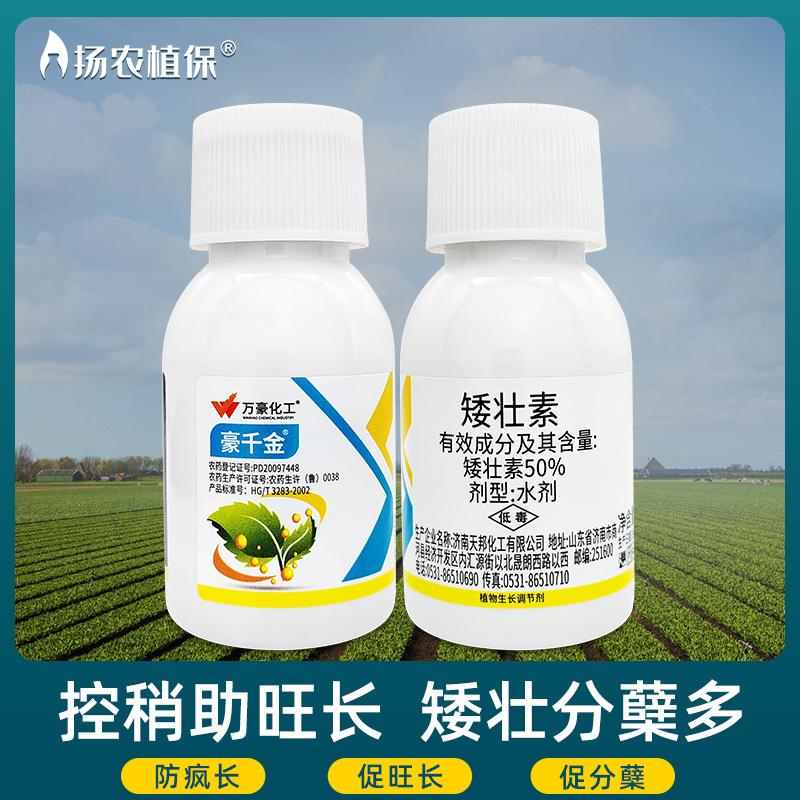 小麦矮壮素玉米植物生长调节剂