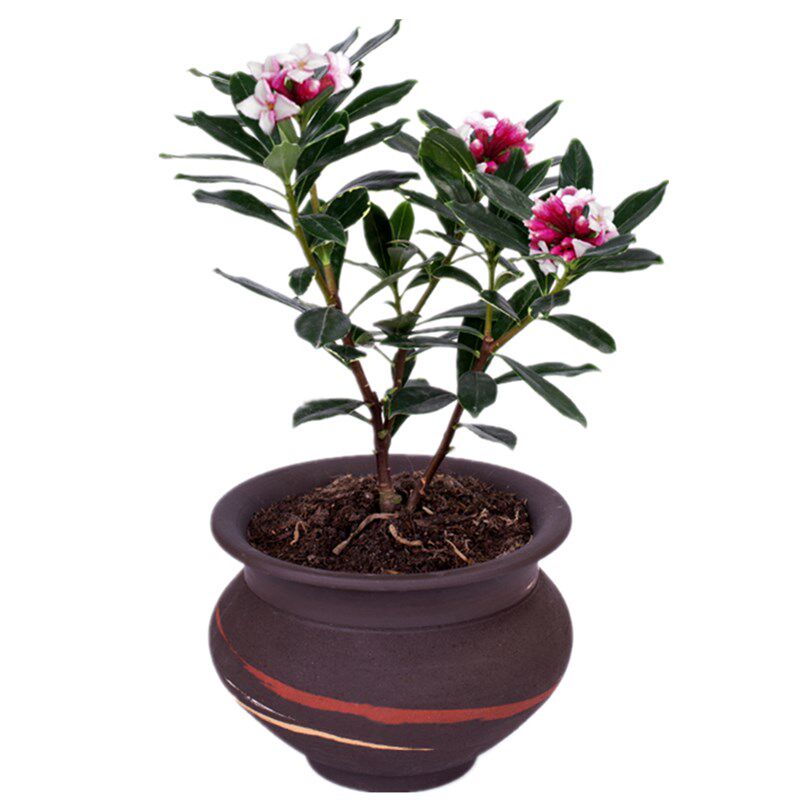 金边瑞香盆栽耐寒花卉观花植物室内室外四季常青老桩阳台庭院