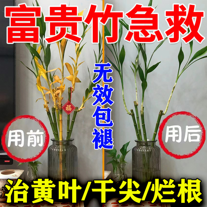 富贵竹专用营养液治黄叶干尖烂根
