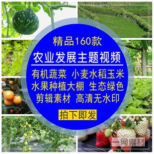 农业发展视频水果有机蔬菜种植大棚生态绿色小麦水稻玉米剪辑素材