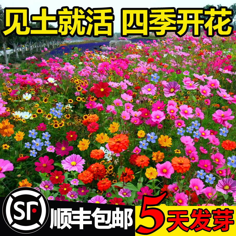 野花组合花种子百日草格桑花种籽子四季播种开花除虫菊太阳花种孑