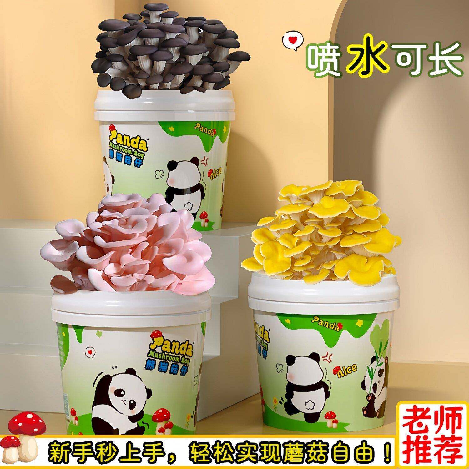 蘑菇种植包盆栽儿童diy可食用阳台平菇菌包种植桶熊猫观察生长小