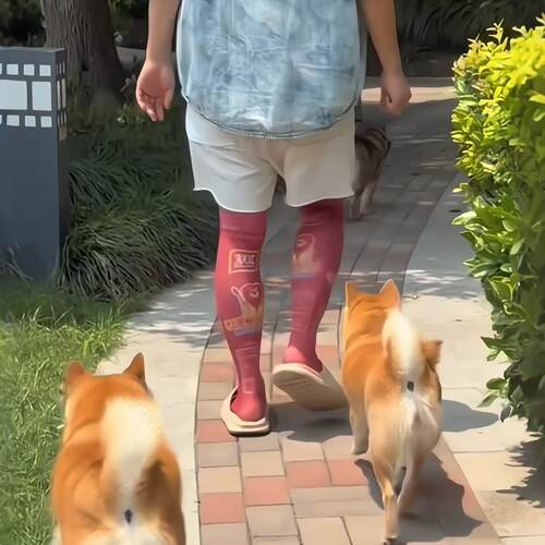 遛狗神器！双汇丝袜搞笑
