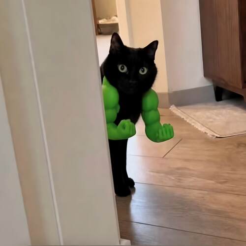 快给你家猫咪安排上这个