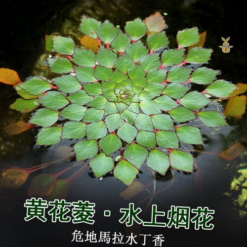 淡水水生植物