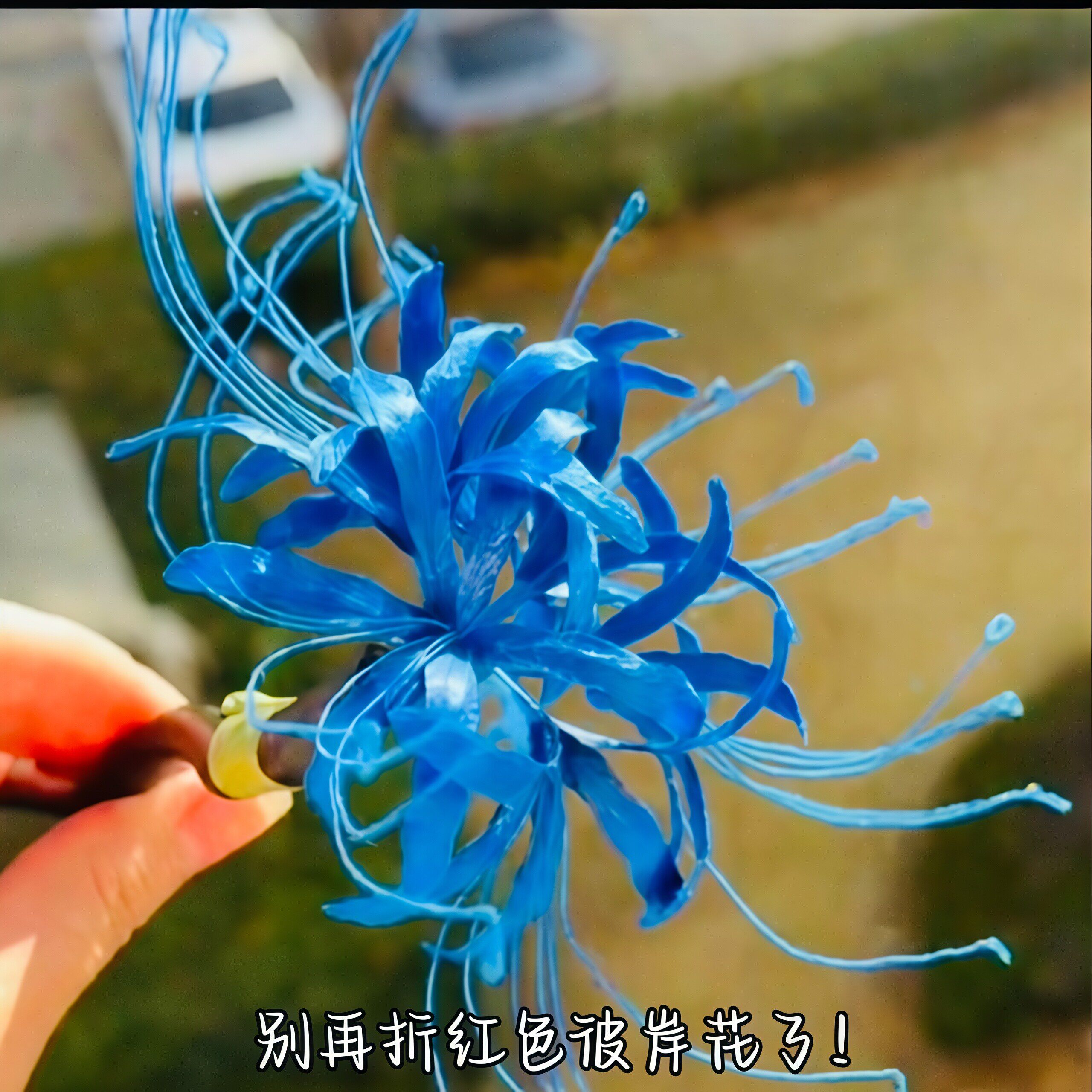 手工diy摆件【蓝色彼岸花】鬼灭