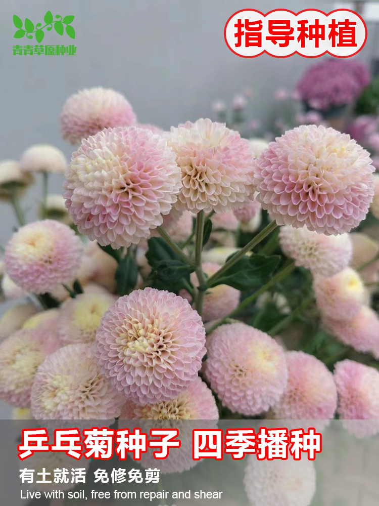乒乓菊花种籽子四季开花易活花卉室内阳台七彩盆栽植物太阳花种子