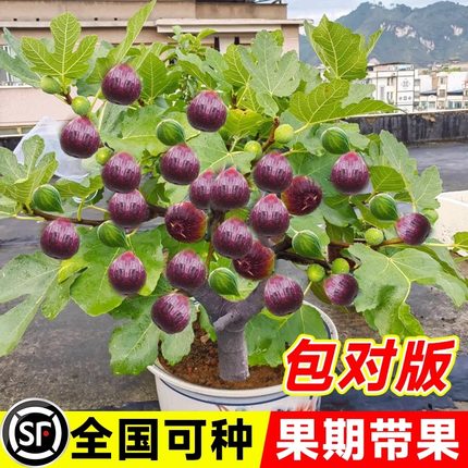 无花果树果苗带土芭劳奈波姬红四季果盆栽种植苗特大树苗大苗果树