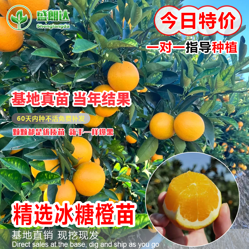 正宗高纯度高甜度永兴冰糖橙苗褚橙云冠盆栽地栽甜橙果树苗
