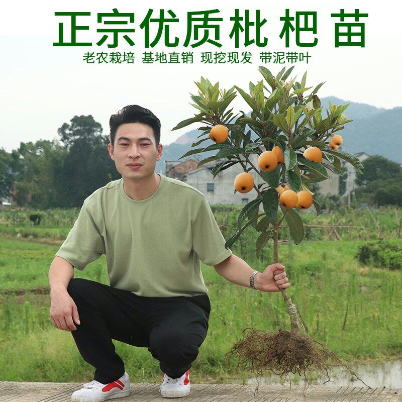 枇杷果苗无核砂糖枇杷苗无核枇杷树苗嫁接盆栽特大庭种植当年结果