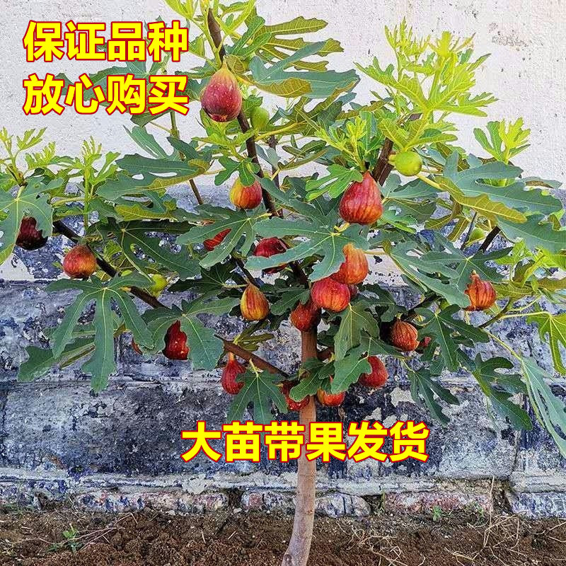 无花果树苗盆栽水果苗四季特大波姬红南北方阳台种植地栽当年结果